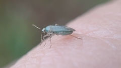 Plagiognathus bipunctatus