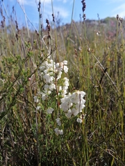 Orophanes