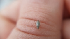 Plagiognathus bipunctatus