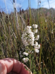 Orophanes