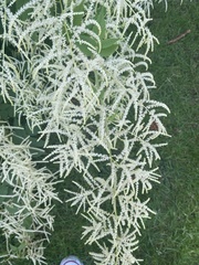 Aruncus