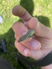 Psammodromus hispanicus