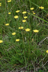 Pilosella lactucella