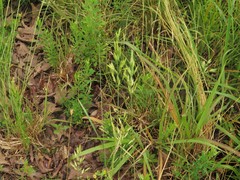 Bromus hordeaceus hordeaceus