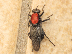 Clitellaria ephippium