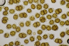 Urocystis agropyri