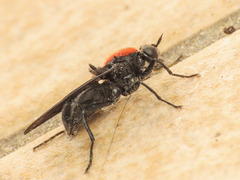 Clitellaria ephippium