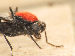 Clitellaria ephippium