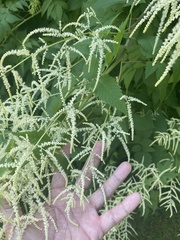Aruncus
