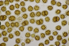 Urocystis agropyri