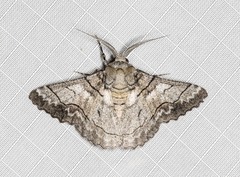 Hypobapta diffundens