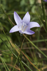 Campanula rapunculus