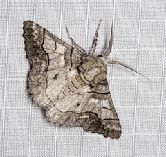 Hypobapta diffundens