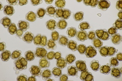 Urocystis agropyri