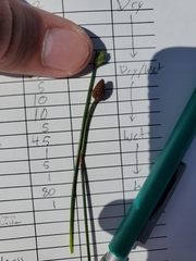 Eleocharis montevidensis