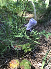 Clematis hirsutissima