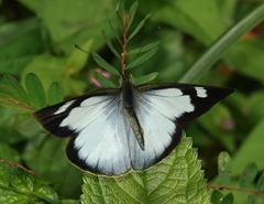 Leptophobia penthica