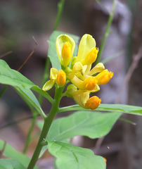Polygala reinii