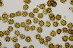 Urocystis agropyri