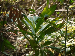 Ancistrocladus heyneanus