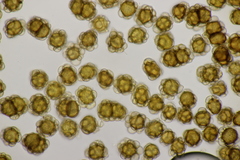 Urocystis agropyri