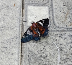 Myscelus pardalina pardalina
