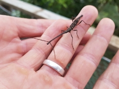 Lasiorhynchus barbicornis