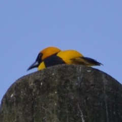 Icterus mesomelas