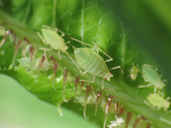 Acyrthosiphon lactucae