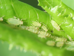 Acyrthosiphon lactucae