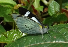 Leptophobia penthica