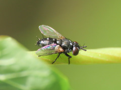Atylomyia