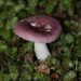 Russula roseopileata - Photo (c) Jerry Cooper, some rights reserved (CC BY), uploaded by Jerry Cooper