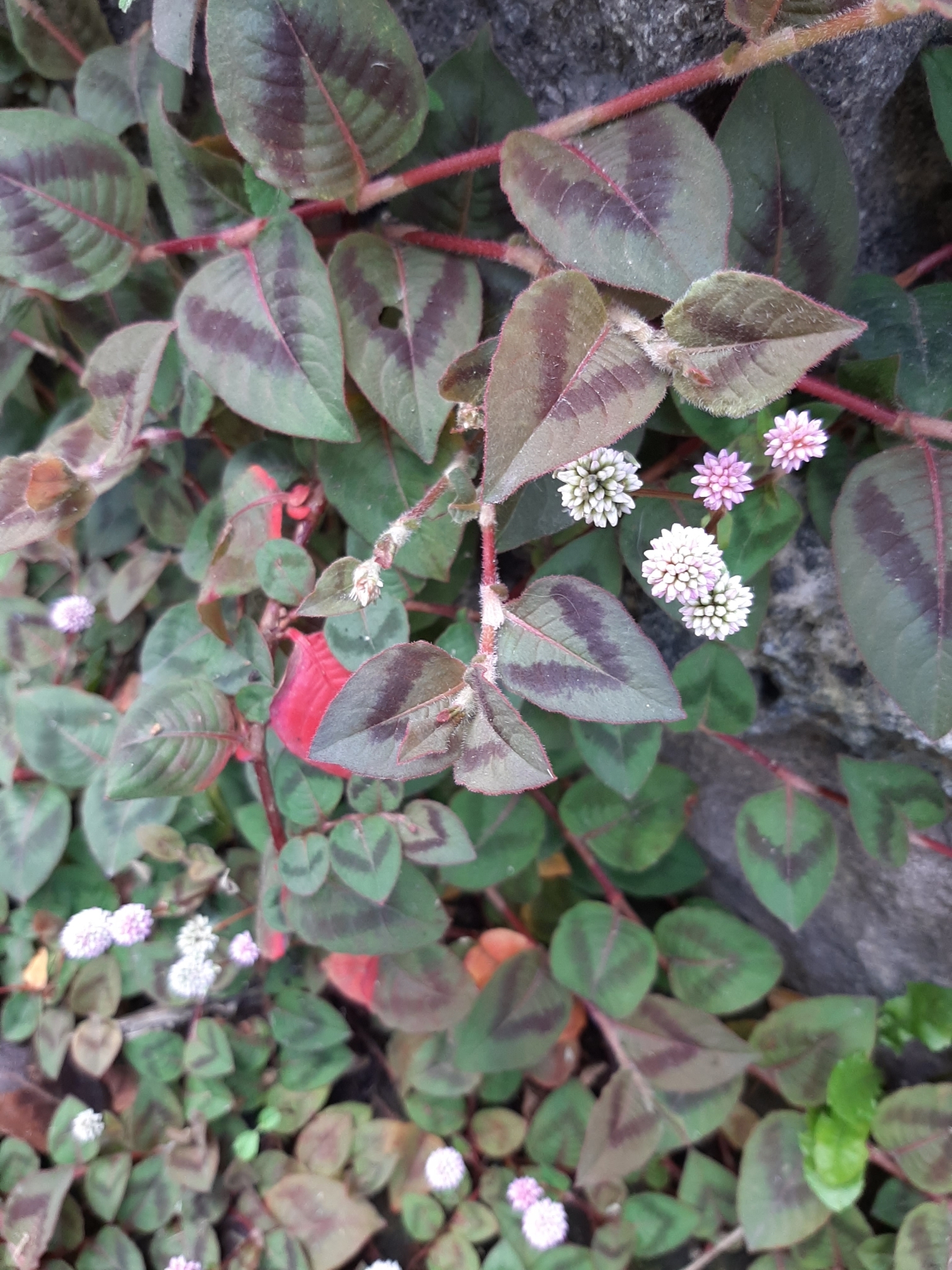 Persicaria capitata image