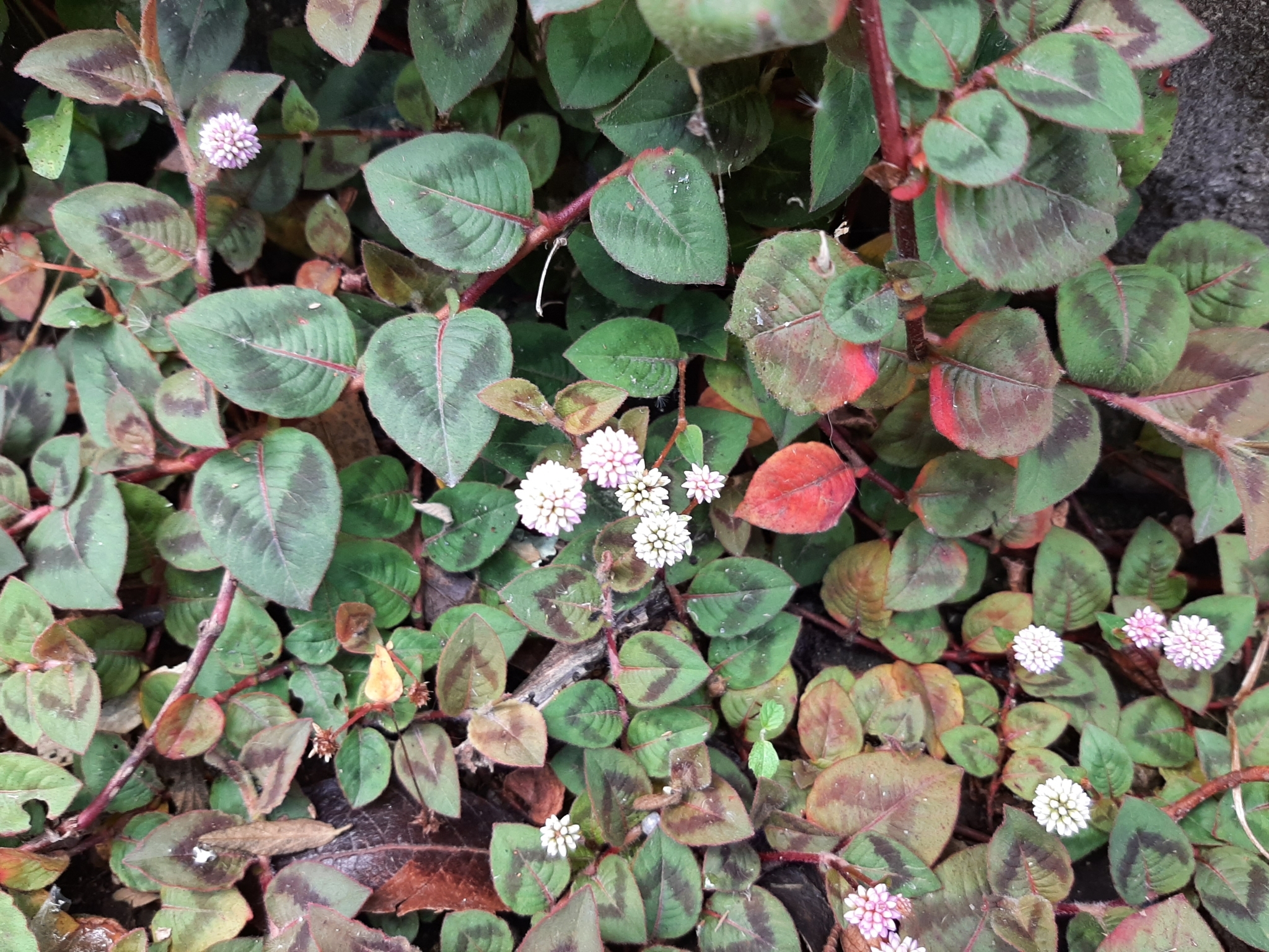 Persicaria capitata image