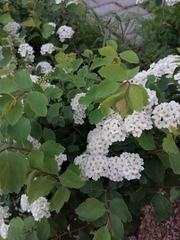 Spiraea