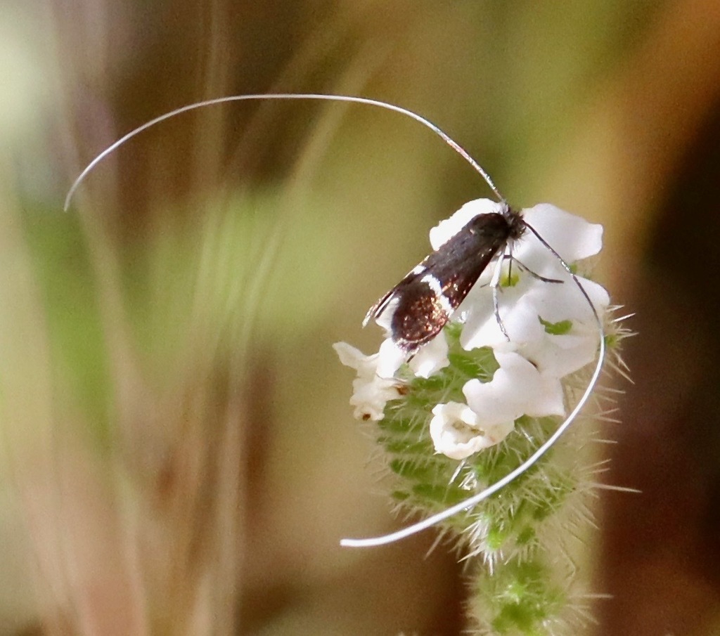 Adela singulella