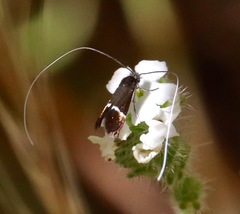 Adela singulella