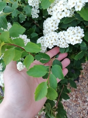 Spiraea