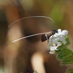 Adela singulella