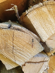 Xoridinae