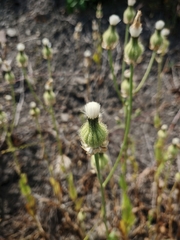 Crepis alpina