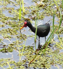 Jacana jacana hypomelaena