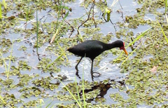 Jacana jacana hypomelaena