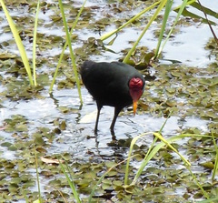 Jacana jacana hypomelaena