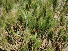 Hordeum geniculatum