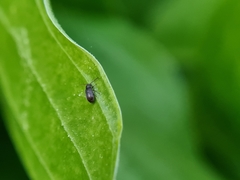Dryophilus pusillus
