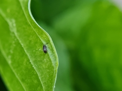 Dryophilus pusillus