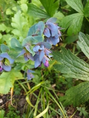 Cerinthe major