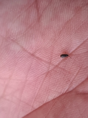 Dryophilus pusillus